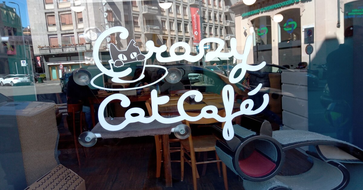 Crazy Cat Cafè: a Milano il bar dei gattari